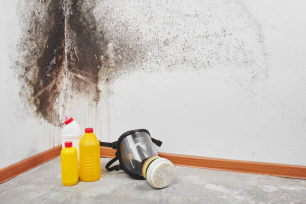 Best Mold Removal Company Near Me  in Ossun, LA