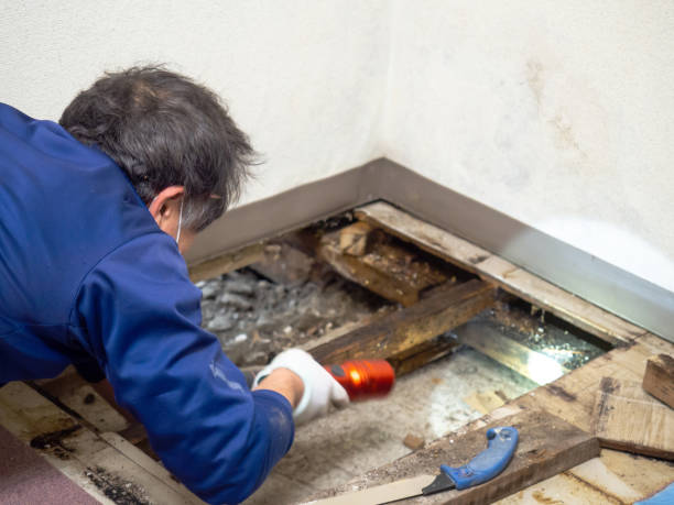 Best Black Mold Removal  in Ossun, LA