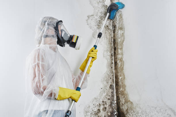 Best Crawl Space Mold Removal  in Ossun, LA