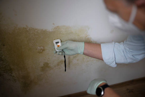 Best Commercial Mold Removal  in Ossun, LA
