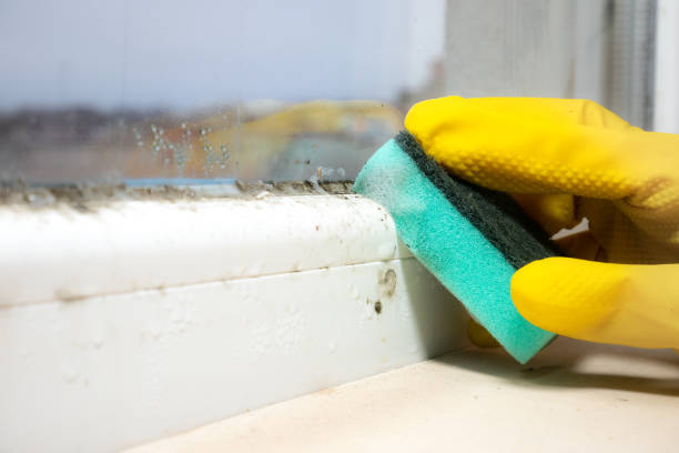 Best Affordable Mold Removal  in Ossun, LA