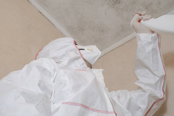 Best Same-Day Mold Removal  in Ossun, LA