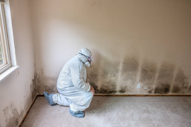 Best Home Mold Removal  in Ossun, LA