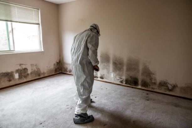 Reliable Ossun, LA Mold Removal Solutions