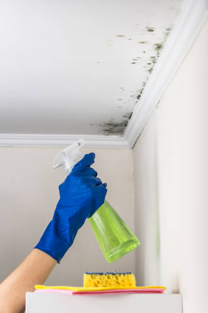 Best Attic Mold Removal  in Ossun, LA