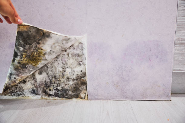 Best Emergency Mold Removal  in Ossun, LA